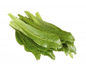 Culantro coyote ud