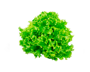 Lechuga americana ud